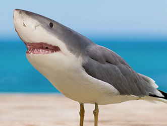 Sharkgull